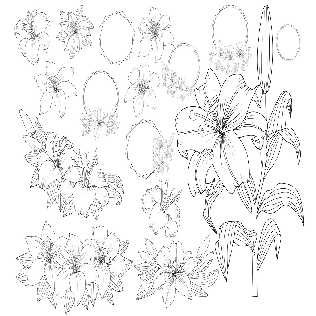 44 vector outline lily floral frames 218