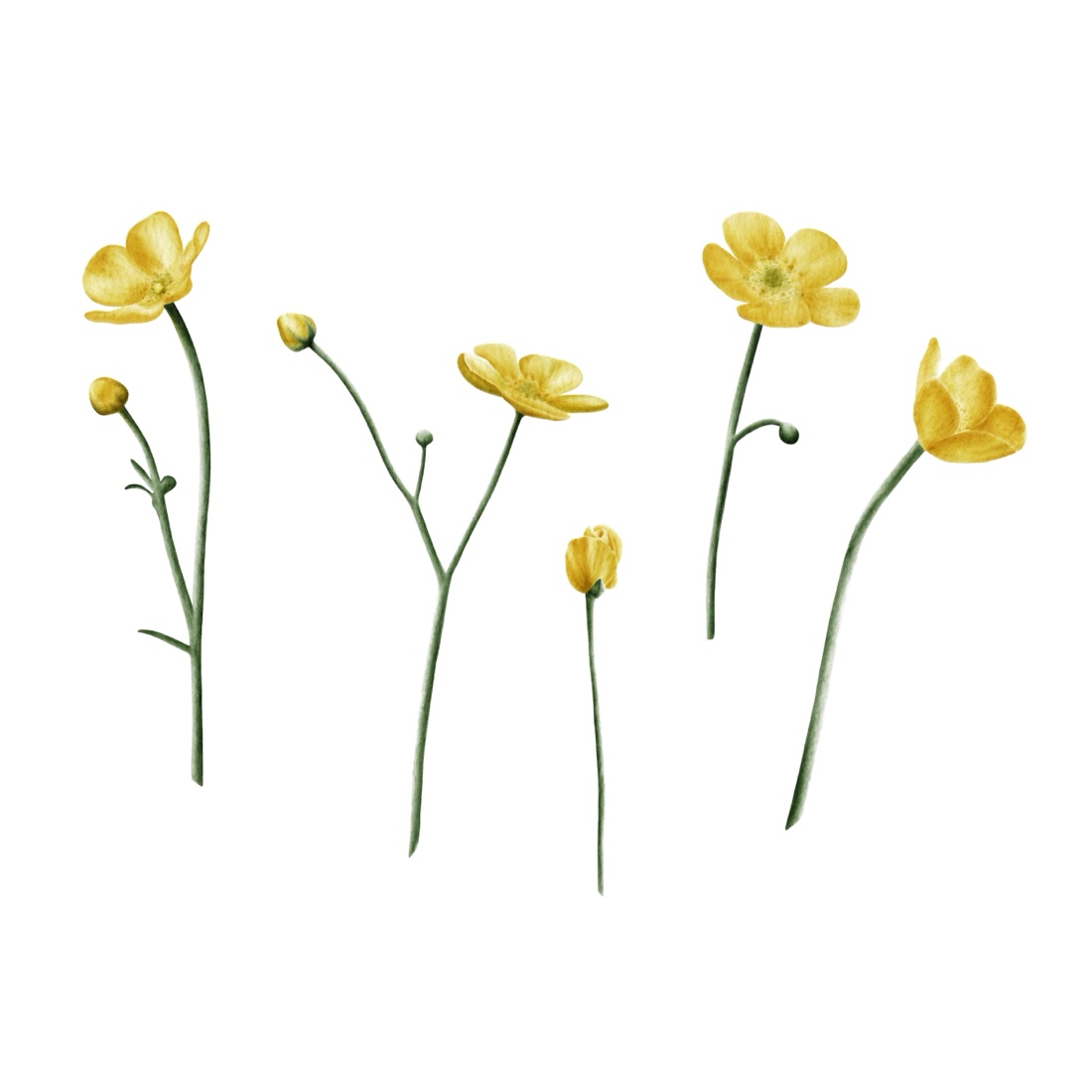 Collections seamless patterns buttercups + png elements preview image.