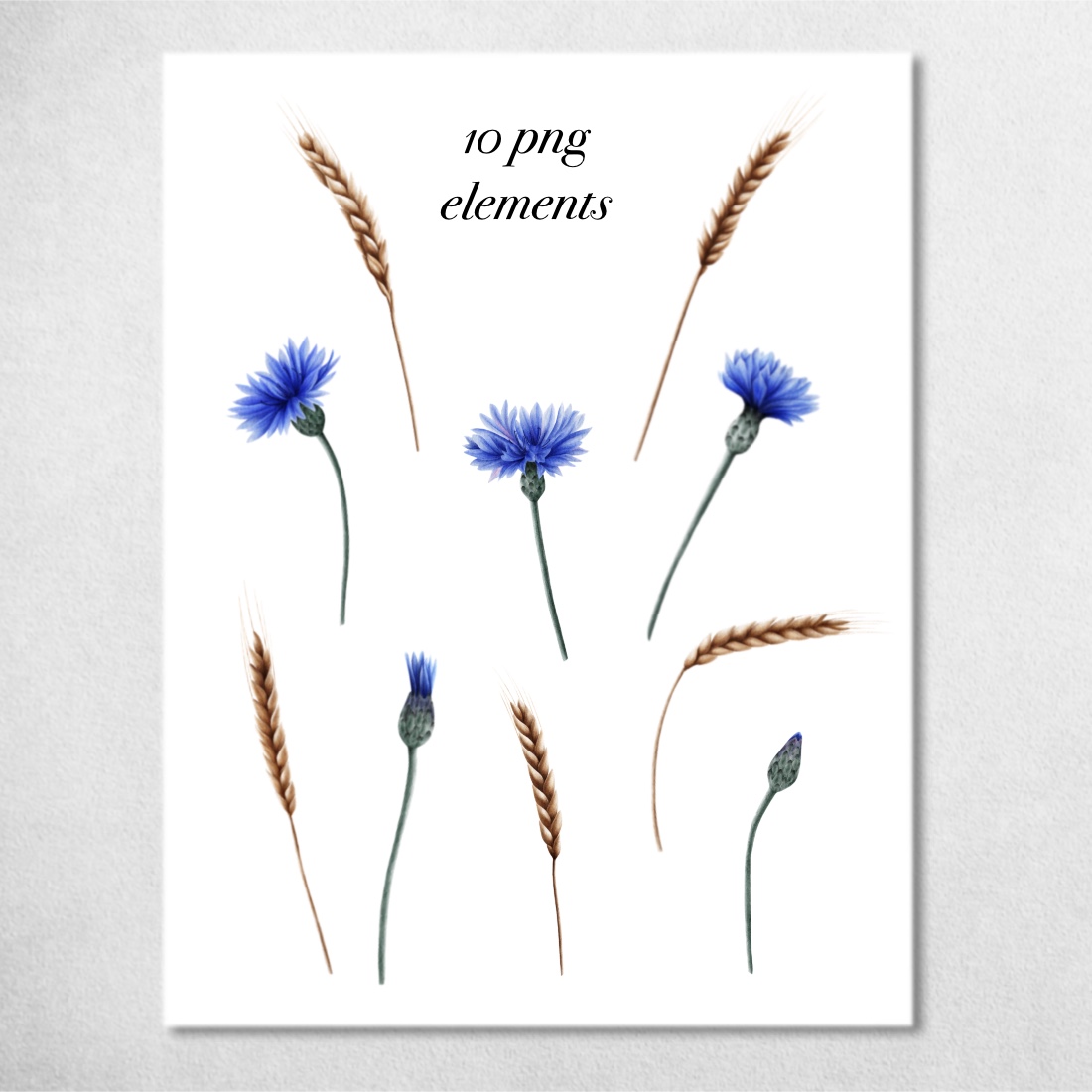 Cornflowers and Spikelets – Watercolor Set png elements + patterns + frames preview image.