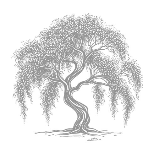 Elegant Weeping Willow Tree Illustration cover image.