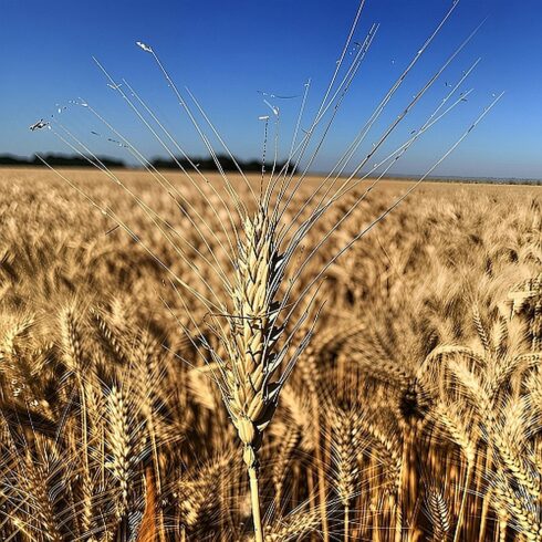 Majestic ears of grain that stand out from the rest cover image.