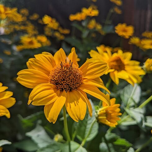 Yellow flowers cover image.