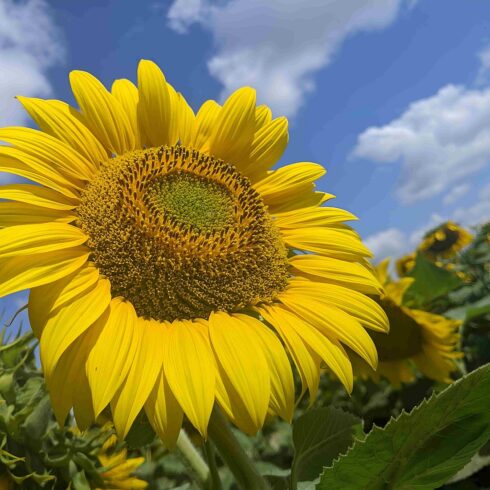 Summer day in a field of sunflowers cover image.