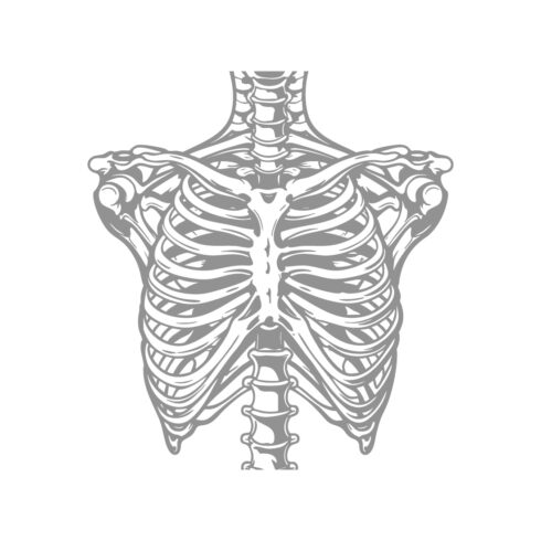 Human Rib Cage and Shoulders cover image.