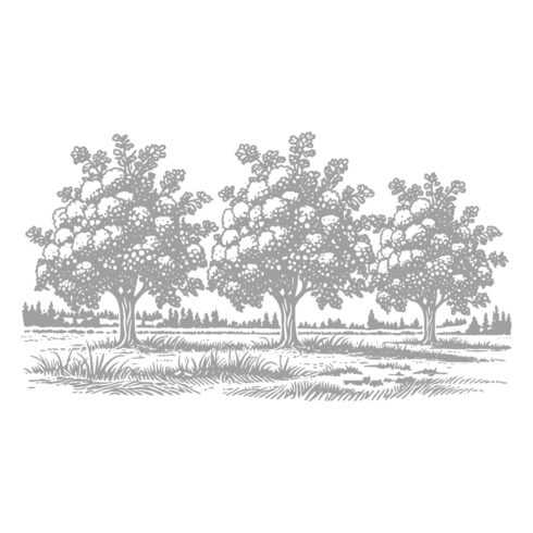 Black and White Hand-Drawn Trees – Vector Illustration cover image.