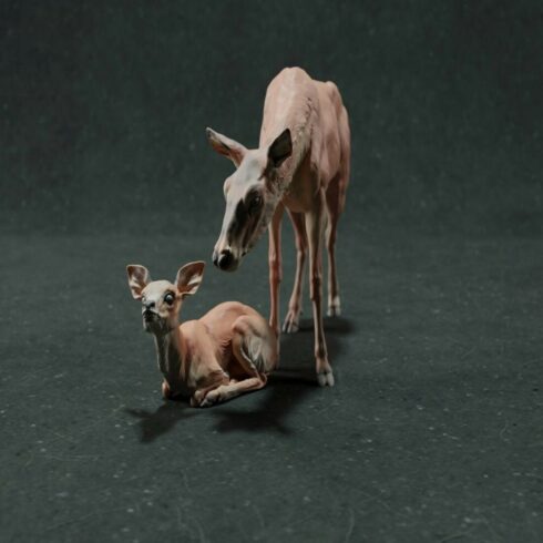 Red Deer Life: Stag Battle & Woodland Serenity – 3D Model Collection cover image.