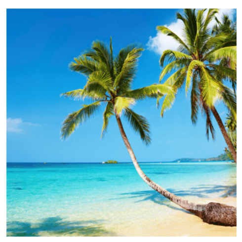 Palm trees new T-Shirts design cover image.