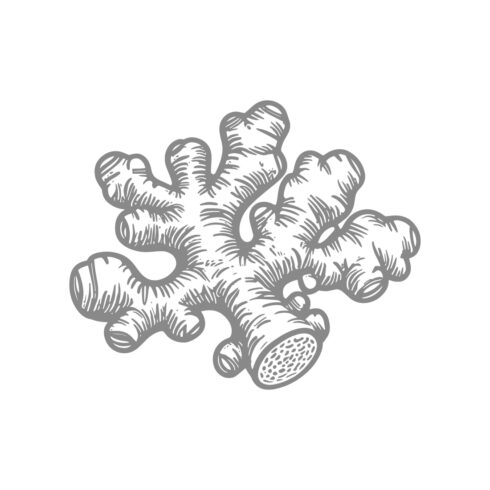 Hand-Drawn Coral Illustration in Vintage Style cover image.