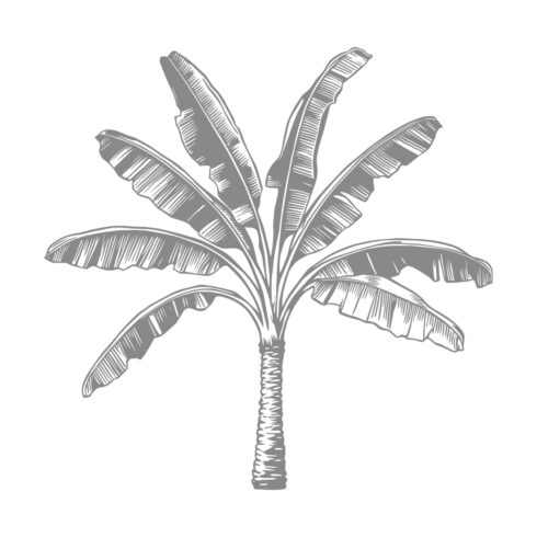 Banana Tree Hand-Drawn Vector Illustration cover image.