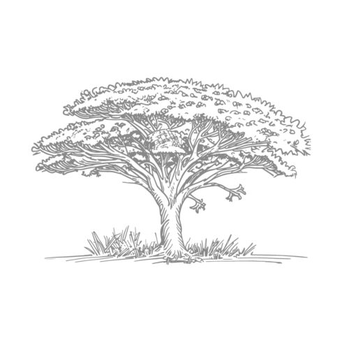 Hand-Drawn Acacia Tree Illustration cover image.