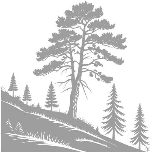 Solitary Pine on a Hillside: Forest Silhouette cover image.