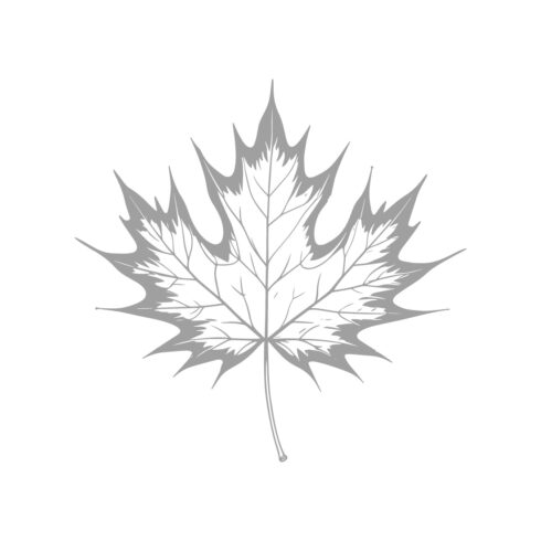 Maple Leaf Silhouette – Detailed Monochrome Illustration cover image.