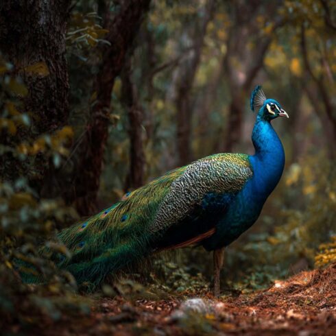peacock background cover image.