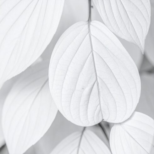 Autumn White Leaves Texture – Abstract Botanical Foliage Background cover image.