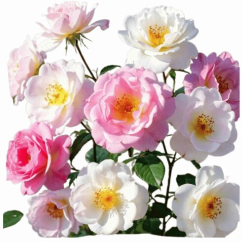 Flowers design for pillow cover image.