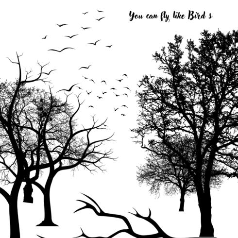 Birds beauty cover image.
