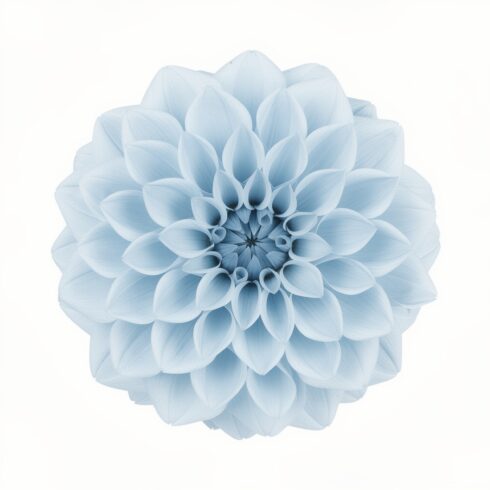 Light Blue Flower Isolated on White Background with Clipping Path – Closeup Botanical Image cover image.