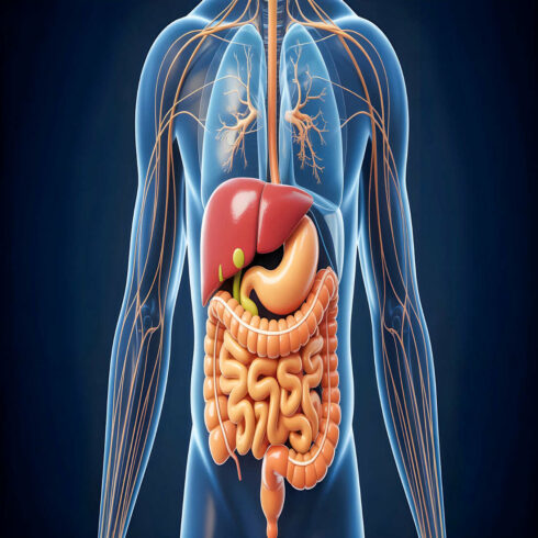 Gut Health Concept Medical Illustration Bundle, Microbiome Probiotics Digestive System, Gut Brain Connection Inflammation Anatomy, Realistic 8K Poster No Face cover image.