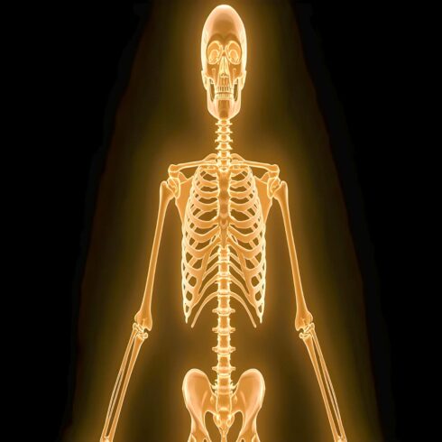 AI Generated Human Skeletal System Poster with Labeled Bones, Full Body Anatomy Chart, Medical Education Illustration, High Resolution 8K cover image.