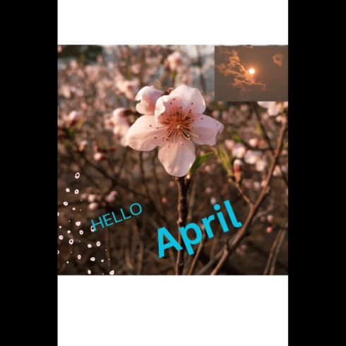 Hello April Spring Blossom Social Media Post Template cover image.