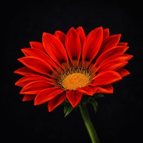 Gazania Red Flower Art cover image.