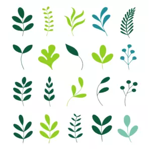 Minimalist Botanical Leaf and Sprig Icon Set cover image.