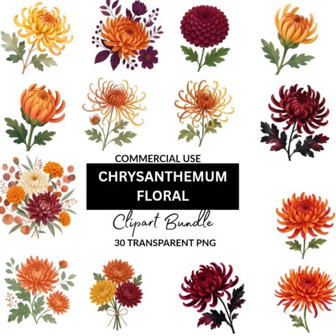 Chrysanthemum Floral Clipart Bundle - 30 Transparent PNG Commercial Use Graphics cover image.