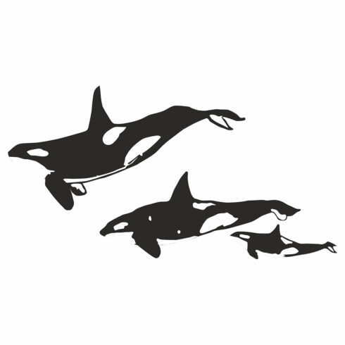 A pod of killer whales cover image.