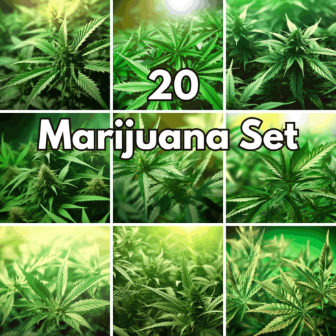 20 Marijuana Backgrounds – Cannabis Leaf and Hemp Plant Photo Set cover image.