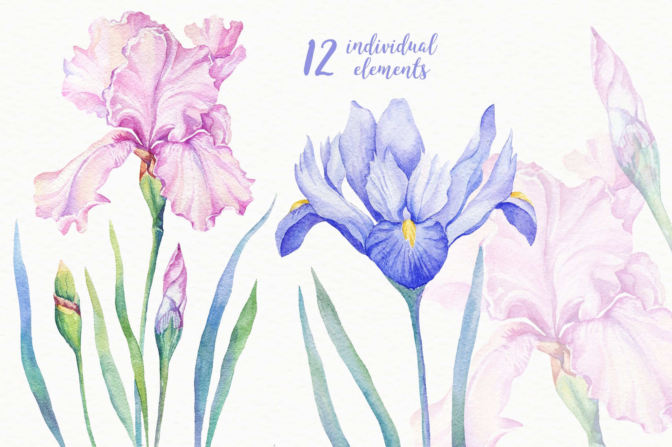 Watercolor Irises.