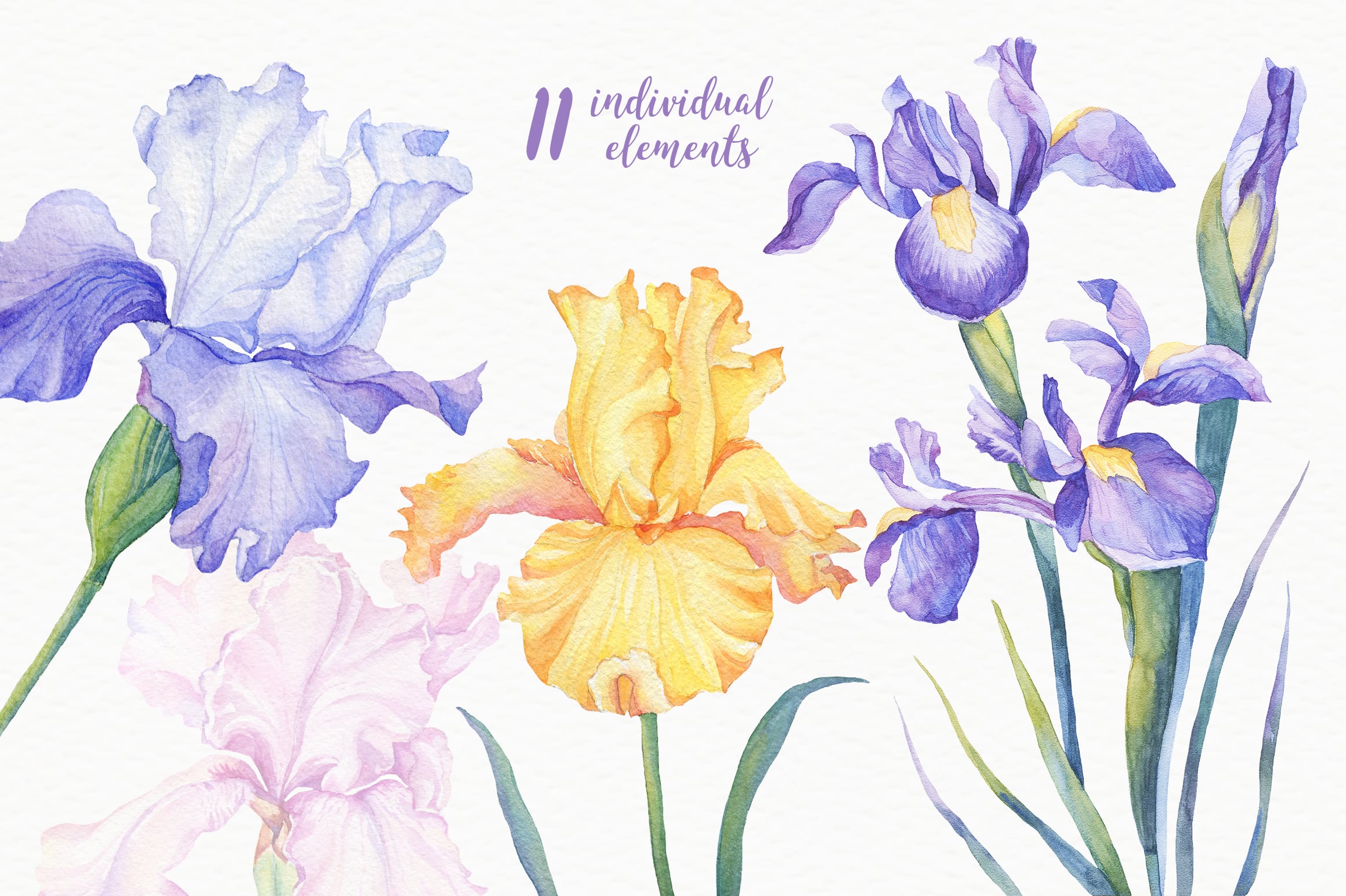 Watercolor Irises