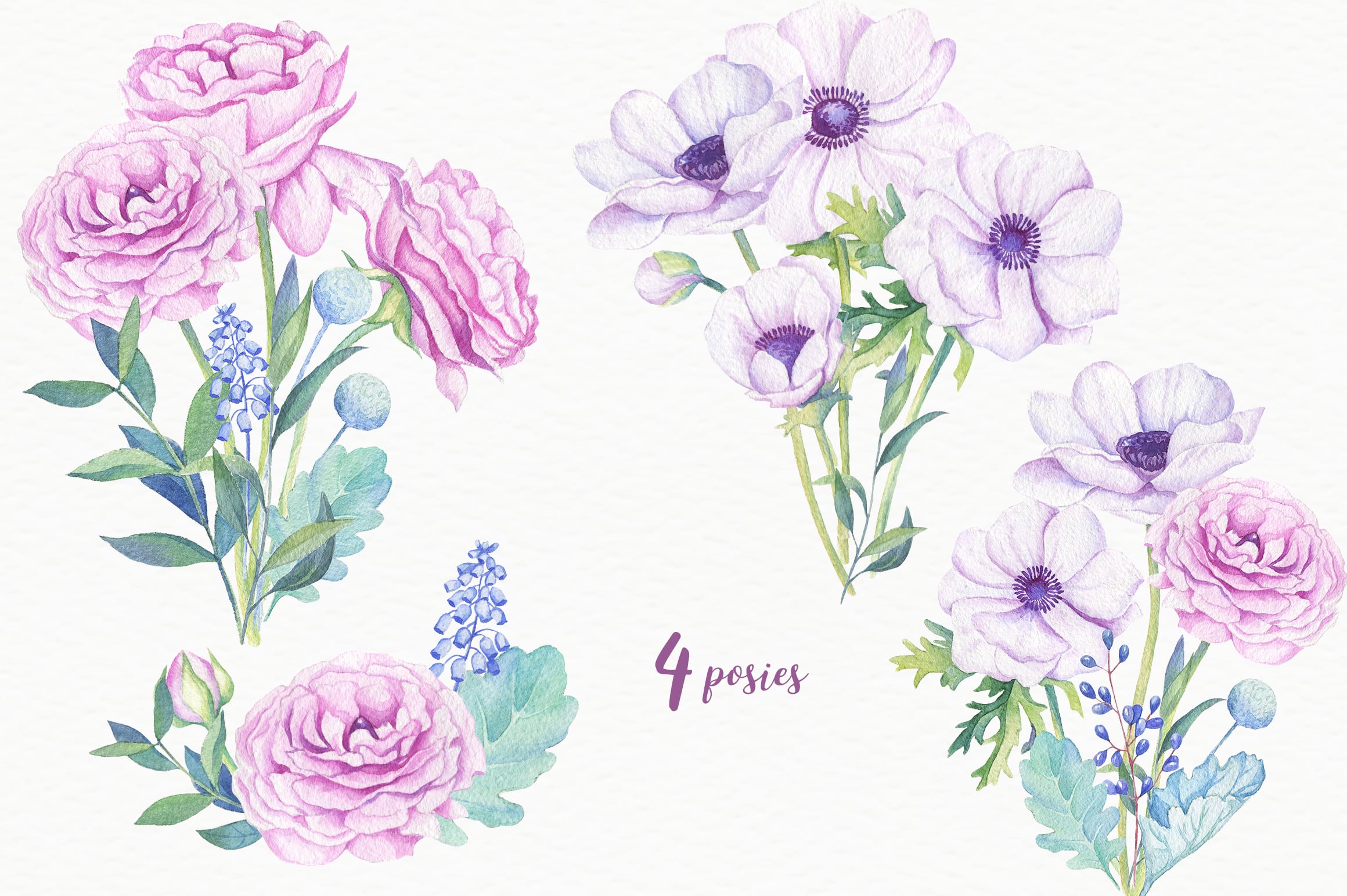 Ranunculus & Anemones Flowers