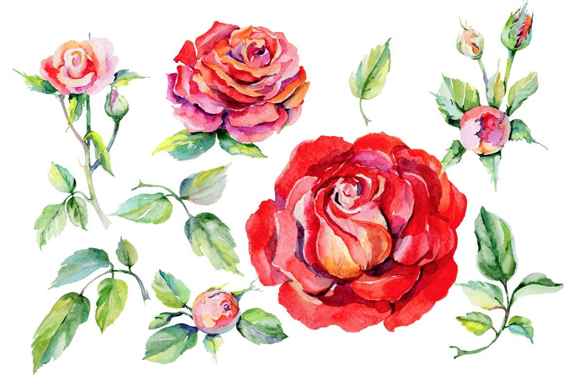 Watercolor red rose.