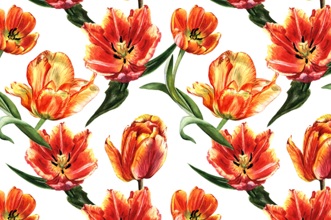 Tulip PNG watercolor flower set