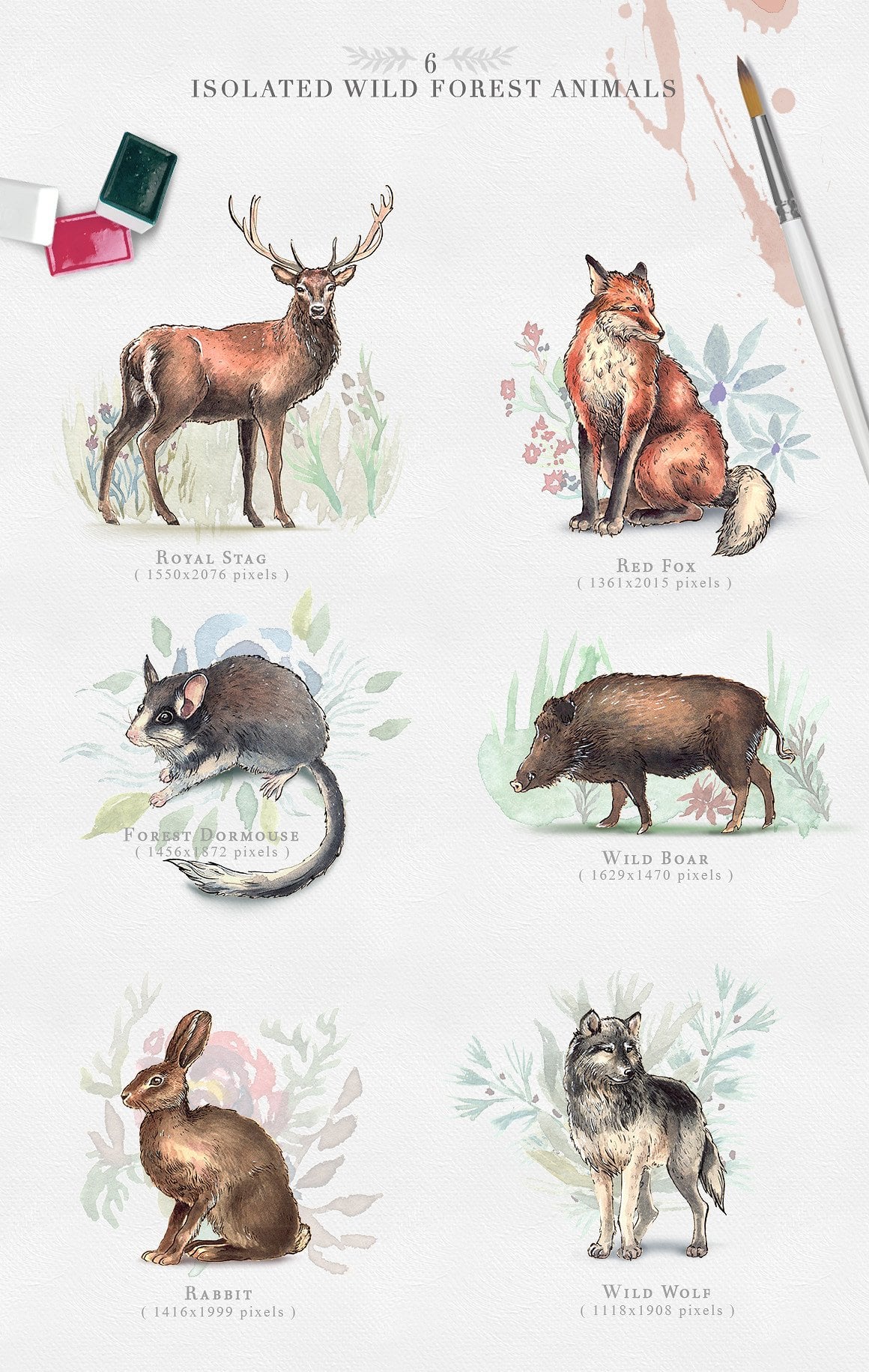 Wild Forest Watercolor Collection Pinterest.