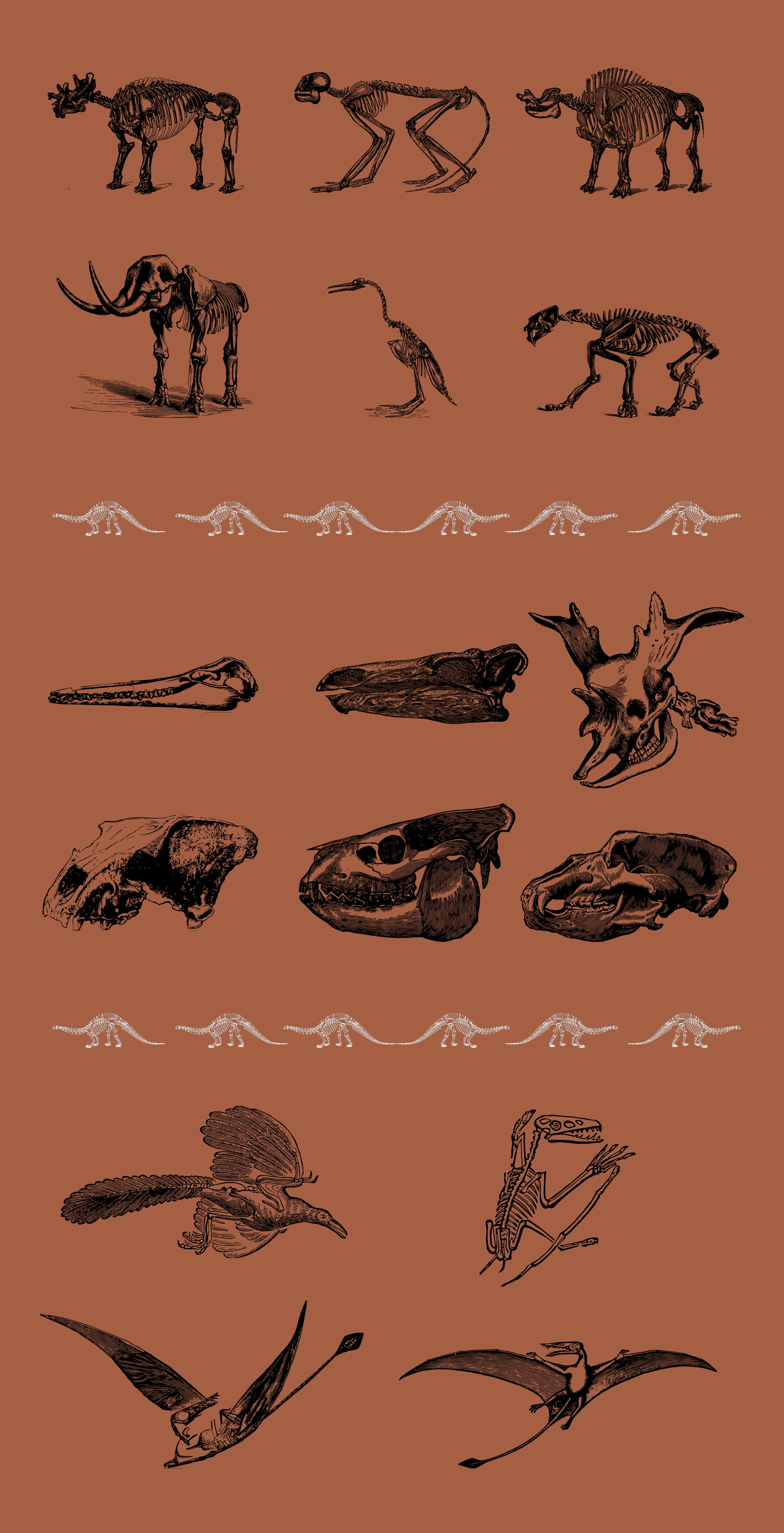 Vintage Paleontology Vector Illustrations