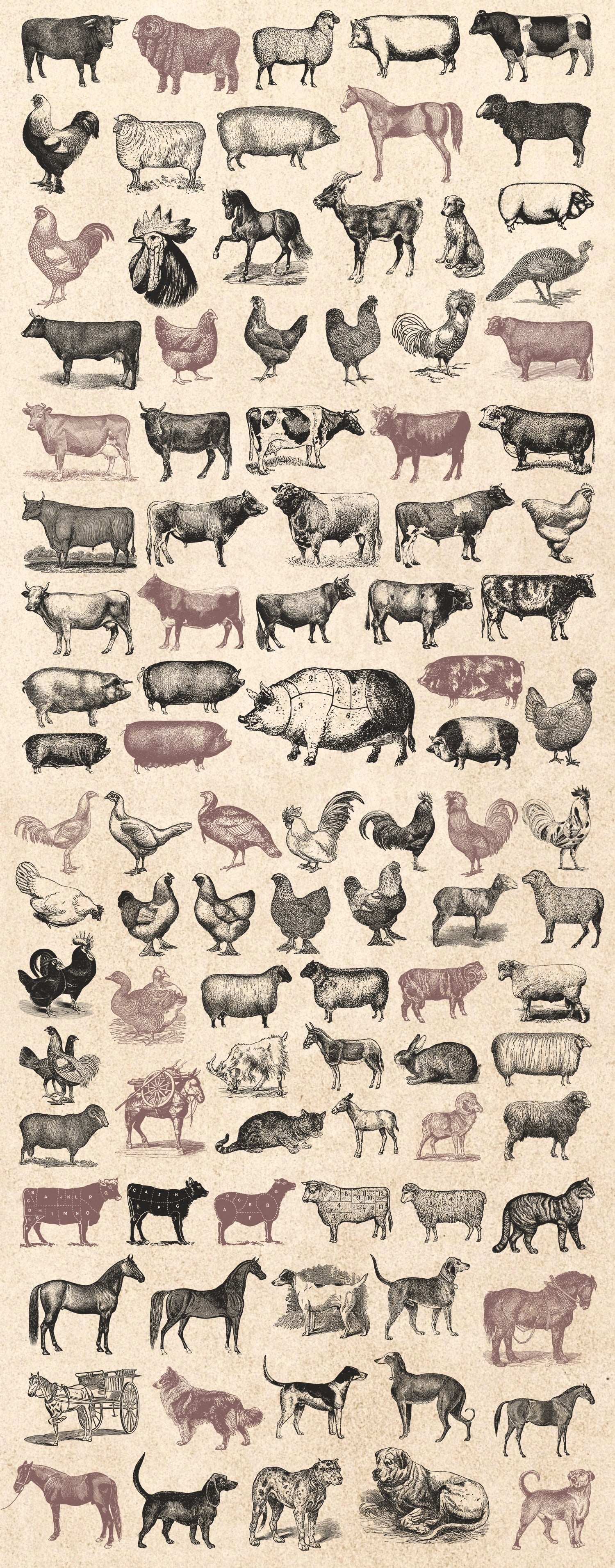 Farm Animals vintage illustration