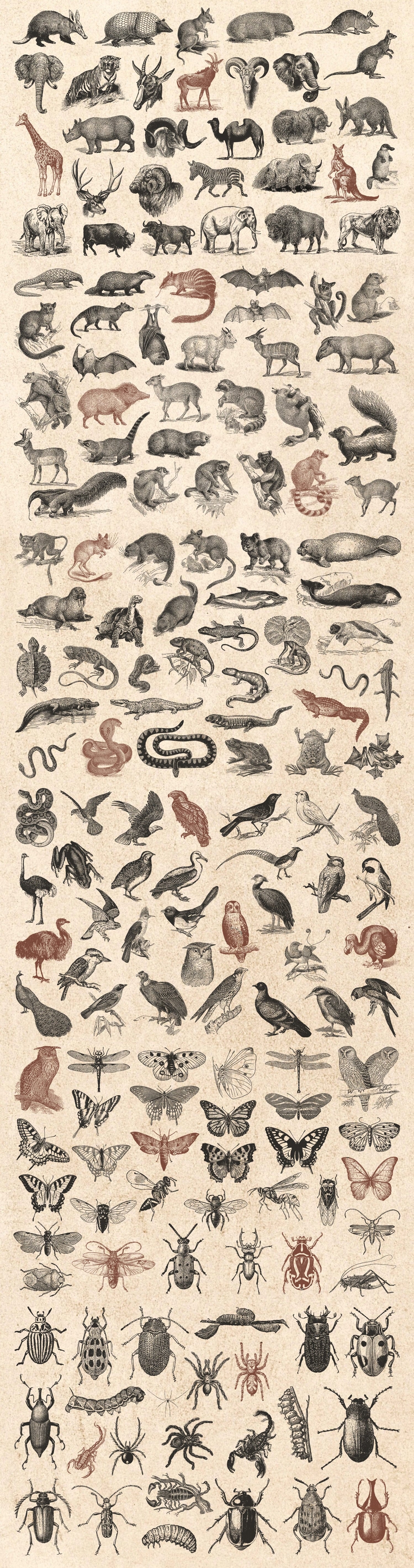 wild Animals vintage illustration