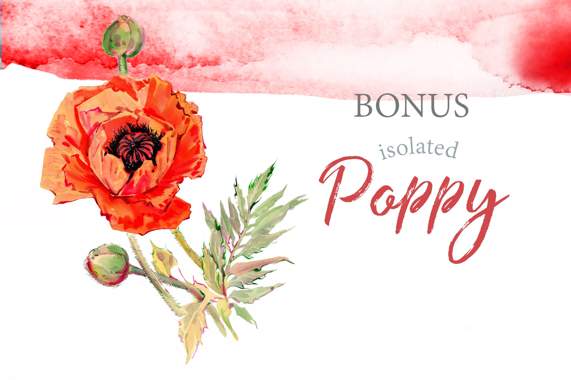 Watercolor red poppy for your brand.