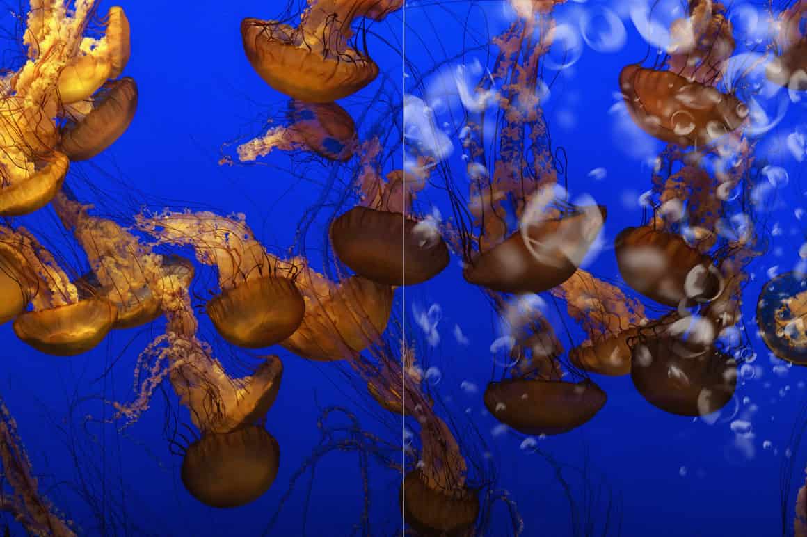 Sea jellyfish among algae in the blue.