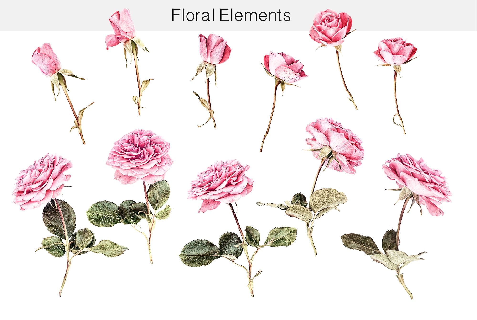 Flower Studio: Modern digital clipart.