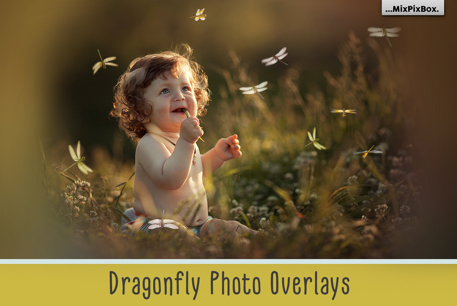 20 Dragonfly Photo Overlays
