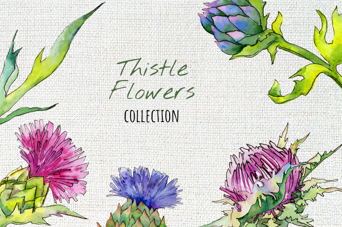 Thistle Flowers Collection PNG Watercolor Set.