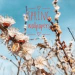 Free iPhone 11 Wallpaper: Flower Wallpapers Collection