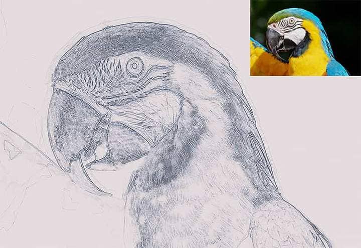 Parrot Sketch Effect Photoshop. Photos before and after.