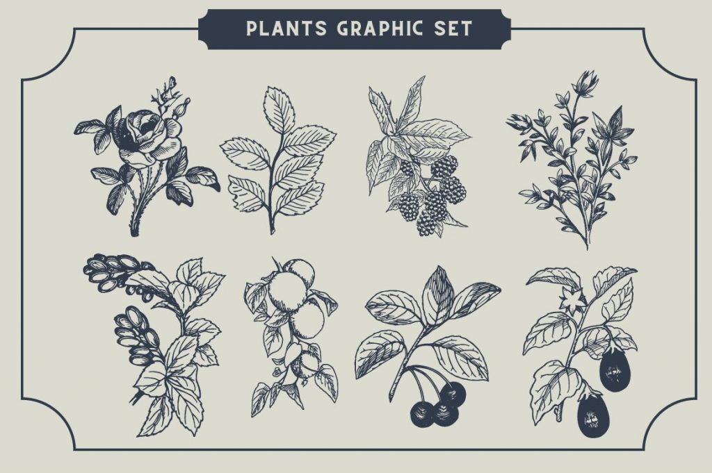CS Rocky Font Family Plants Graphic Set.