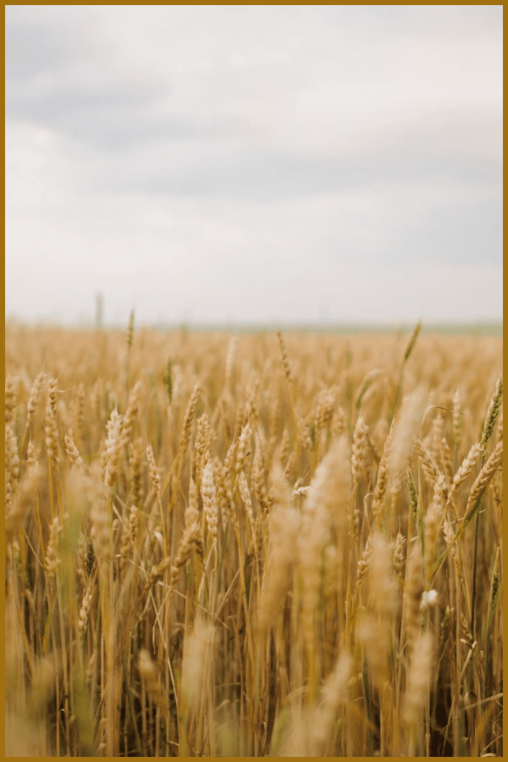 Wheat Photo HD Stock Wheat Picture - MasterBundles - Pinterest Collage Image.