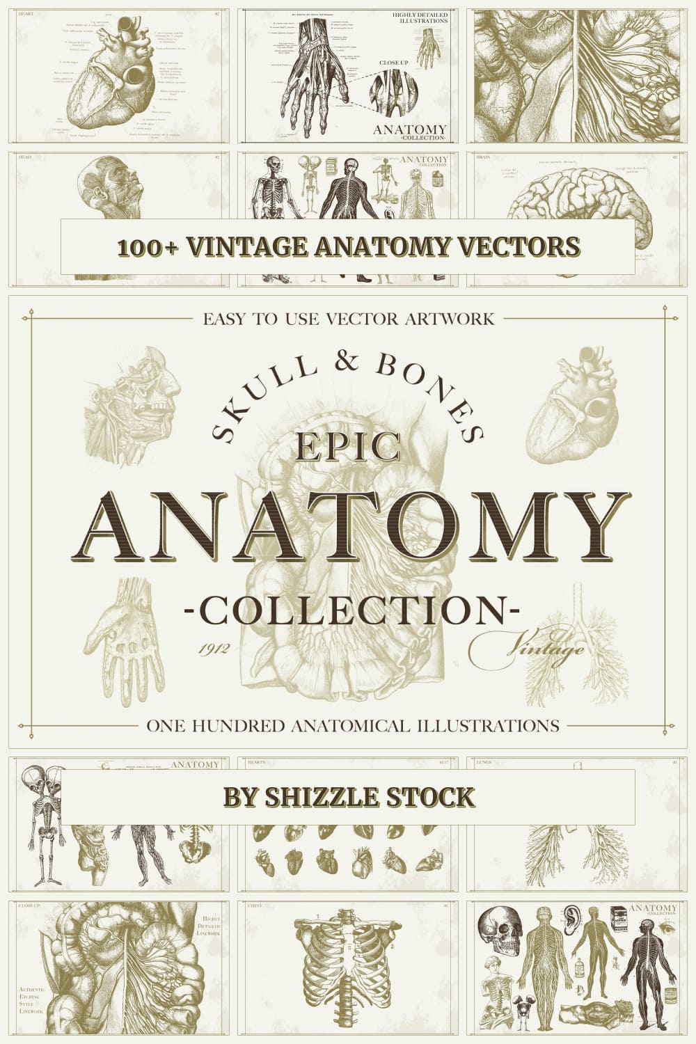 100 vintage anatomy vectors pinterest image.