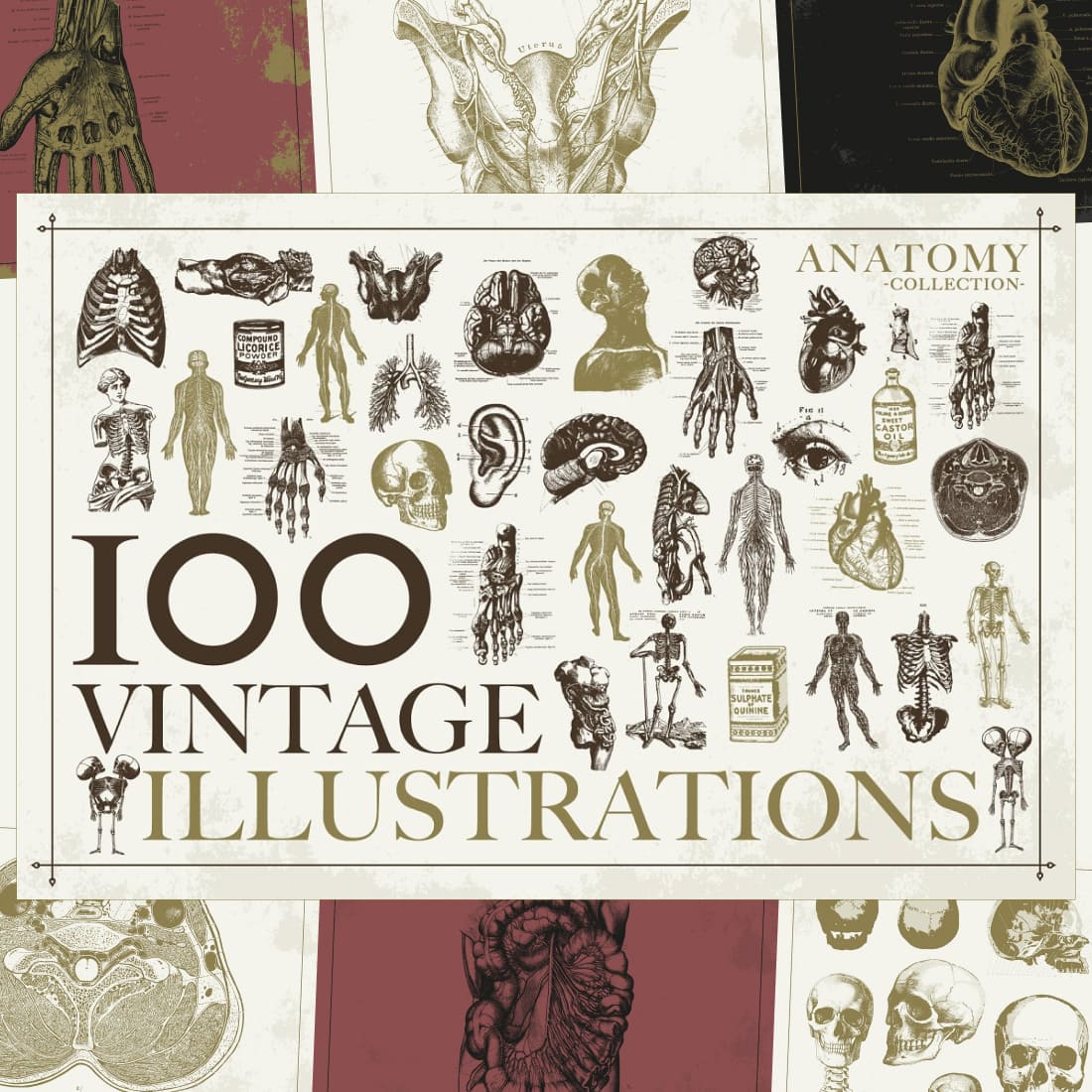 100 vintage anatomy vectors preview image.