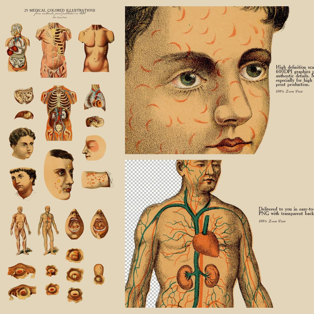 25 medical colored illustrations preview image.